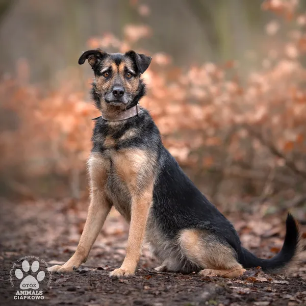 Pies do adopcji, Gdynia, 8 marca 2024 (2/4)