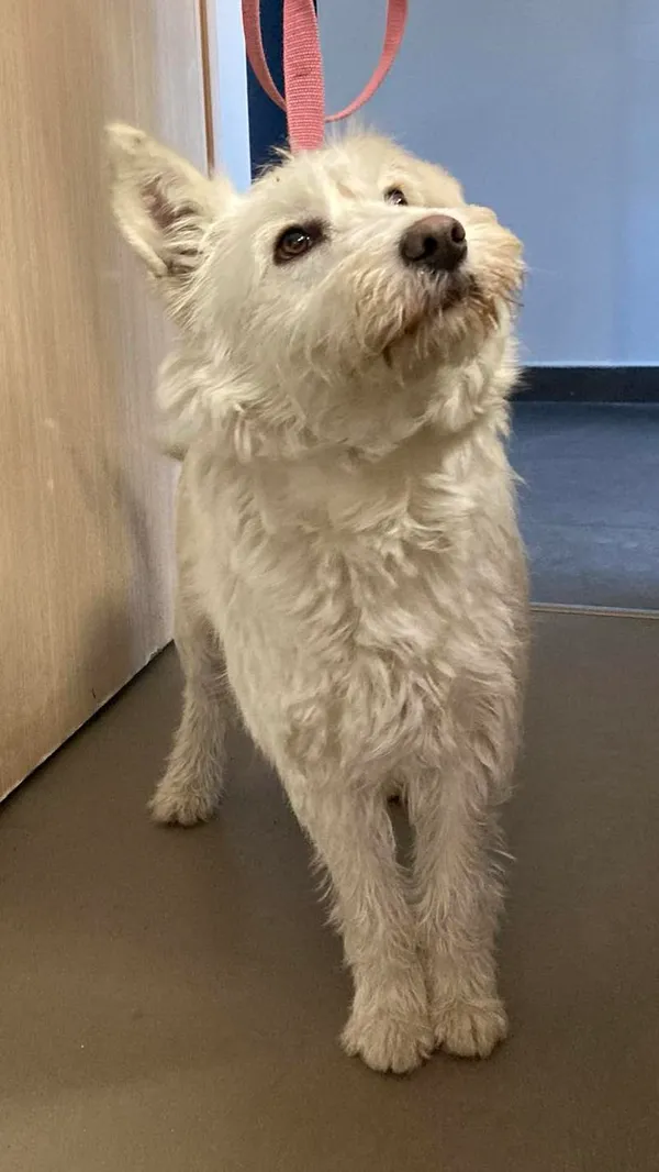 Znaleziono psa, Olsztyn, 8 marca 2024