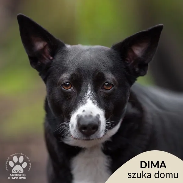 Pies do adopcji, Gdynia, 8 marca 2024 (1/5)