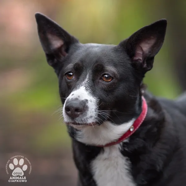 Pies do adopcji, Gdynia, 8 marca 2024 (3/5)