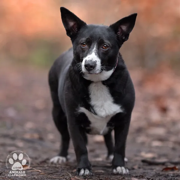 Pies do adopcji, Gdynia, 8 marca 2024 (4/5)