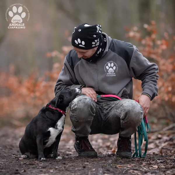 Pies do adopcji, Gdynia, 8 marca 2024 (5/5)