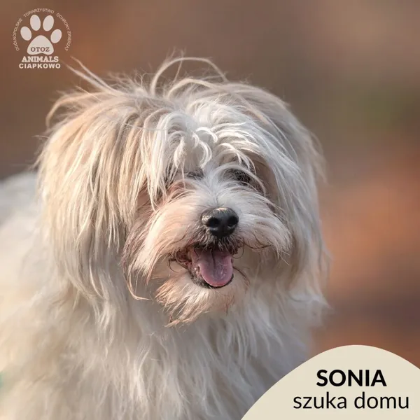 Pies do adopcji, Gdynia, 19 stycznia 2026 (1/5)