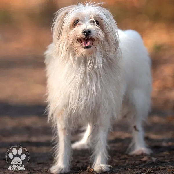 Pies do adopcji, Gdynia, 19 stycznia 2026 (2/5)