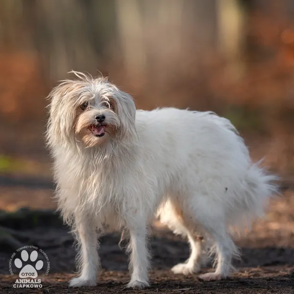 Pies do adopcji, Gdynia, 19 stycznia 2026 (4/5)