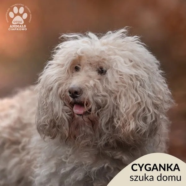 Pies do adopcji, Gdynia, 8 marca 2024 (1/5)