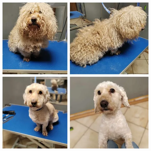 Pies do adopcji, Gdynia, 8 marca 2024 (2/5)