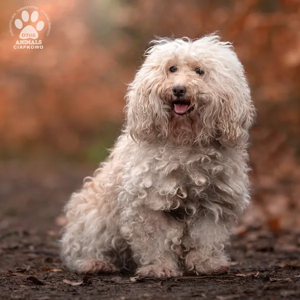 Pies do adopcji, Gdynia, 8 marca 2024 (3/5)