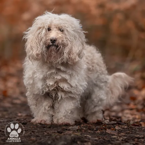 Pies do adopcji, Gdynia, 8 marca 2024 (4/5)