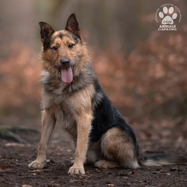 Pies do adopcji, Gdynia, 8 marca 2024 (3/5)