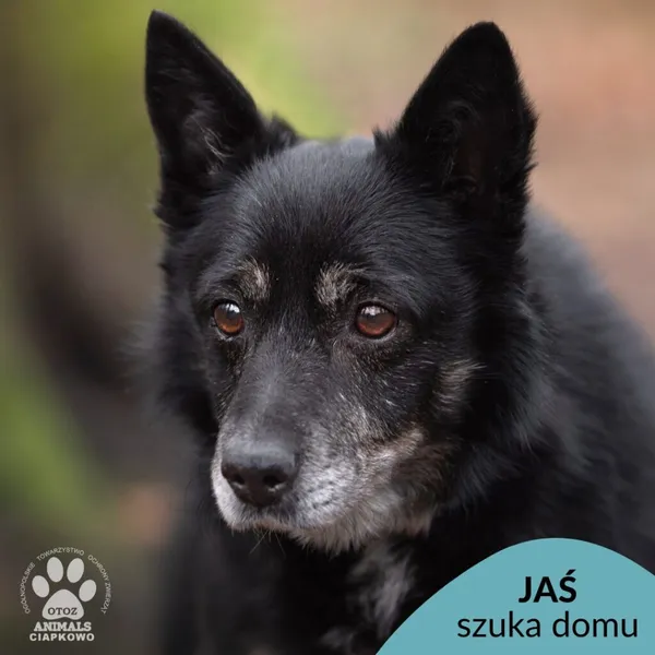 Pies do adopcji, Gdynia, 8 marca 2024 (1/4)