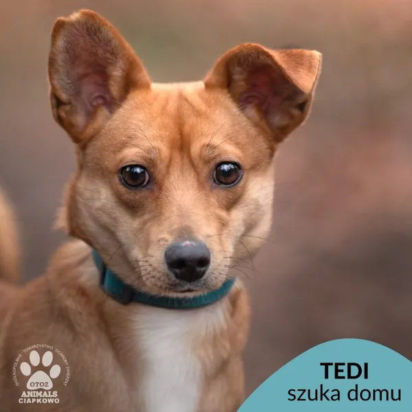 Pies do adopcji, Gdynia, 8 marca 2024 (1/4)