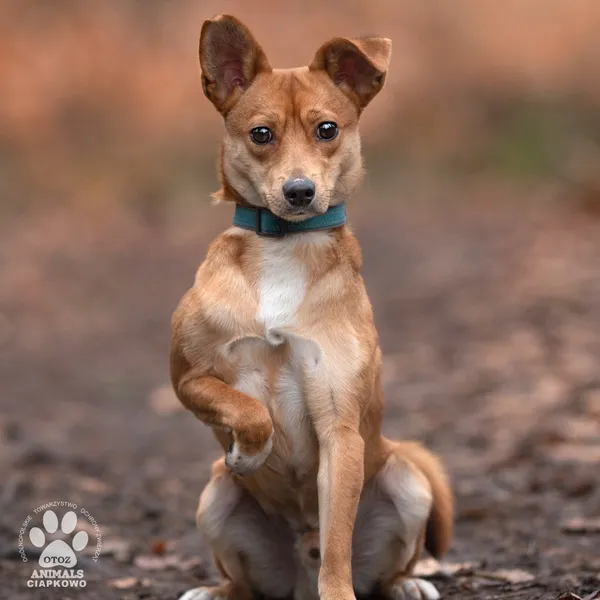 Pies do adopcji, Gdynia, 8 marca 2024 (2/4)