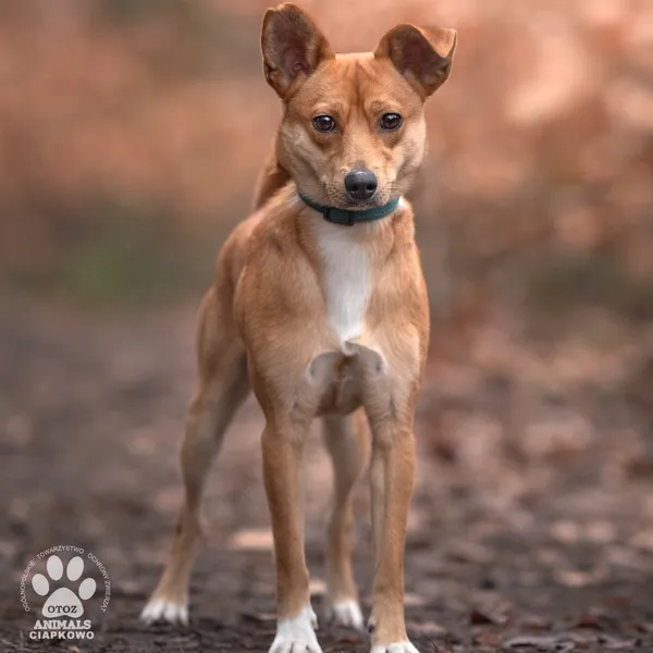 Pies do adopcji, Gdynia, 8 marca 2024 (3/4)