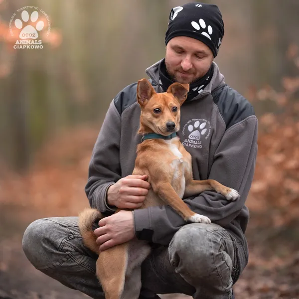 Pies do adopcji, Gdynia, 8 marca 2024 (4/4)