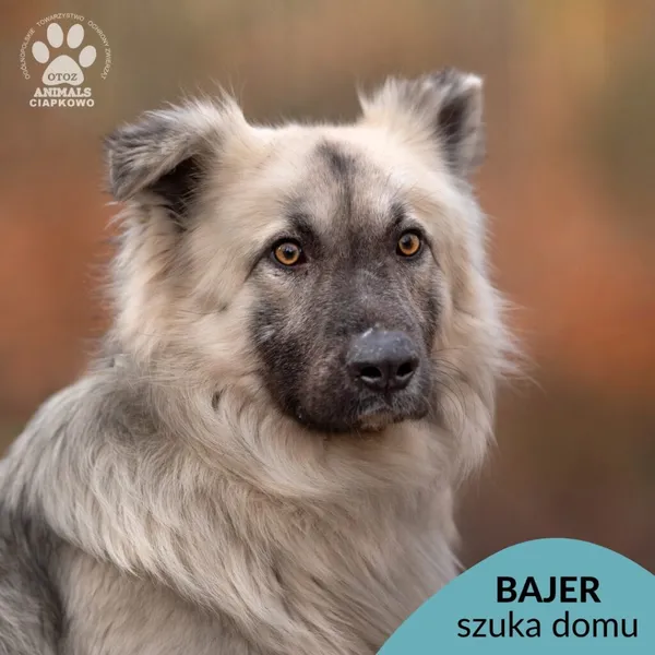 Pies do adopcji, Gdynia, 8 marca 2024 (1/5)