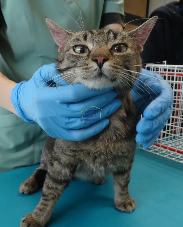 Znaleziono kota, Szczecin, 8 marca 2024 (1/2)