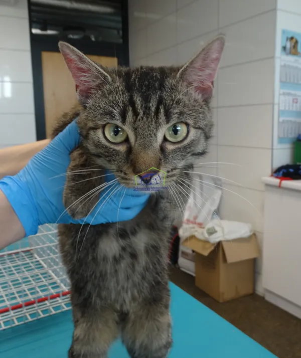 Znaleziono kota, Szczecin, 8 marca 2024 (2/2)