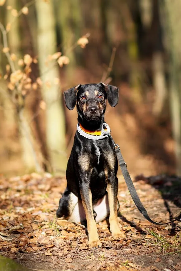 Pies do adopcji, Elbląg, 16 lutego 2024 (3/5)