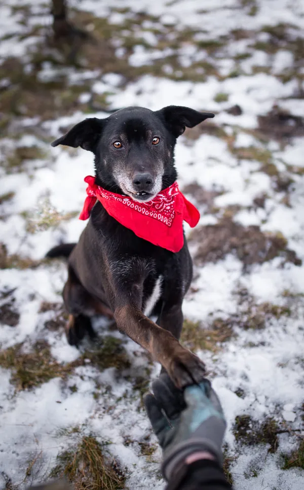 Oddam psa, Warszawa, Filtry, 8 marca 2024 (1/5)