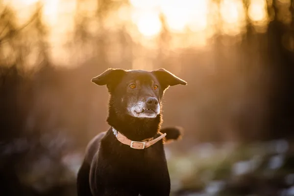 Oddam psa, Warszawa, Filtry, 8 marca 2024 (4/5)