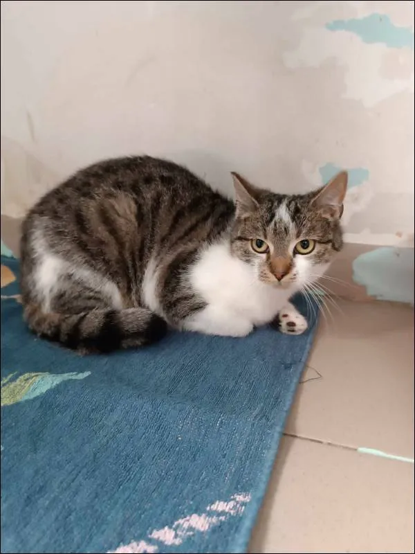 Znaleziono kota, Grudziądz, 8 marca 2024