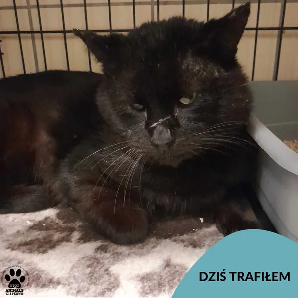 Znaleziono kota, Gdynia, 28 lutego 2024 (1/3)