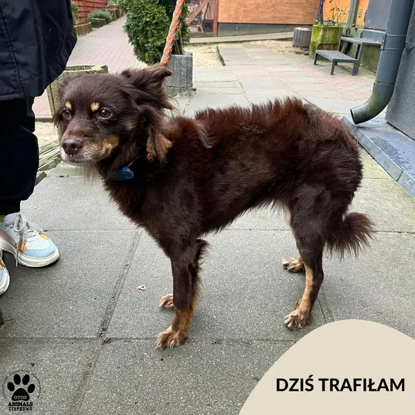 Znaleziono psa, Gdynia, 5 marca 2024 (1/3)