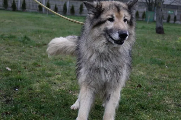 Pies do adopcji, Bełchatów, 1 lutego 2024 (2/5)