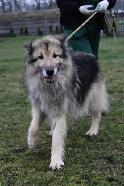 Pies do adopcji, Bełchatów, 1 lutego 2024 (3/5)