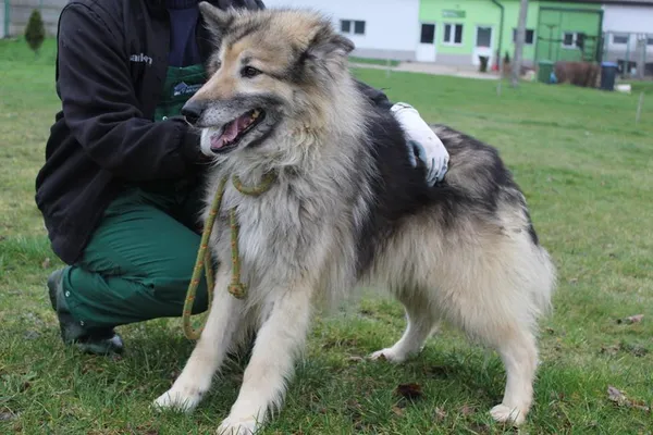 Pies do adopcji, Bełchatów, 1 lutego 2024 (5/5)