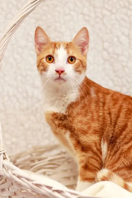 Kot do adopcji, Elbląg, 4 marca 2024 (1/3)