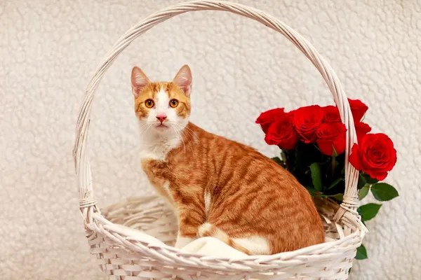 Kot do adopcji, Elbląg, 4 marca 2024 (2/3)