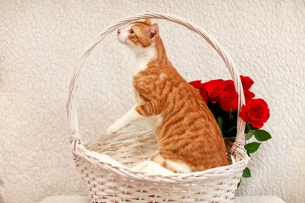 Kot do adopcji, Elbląg, 4 marca 2024 (3/3)