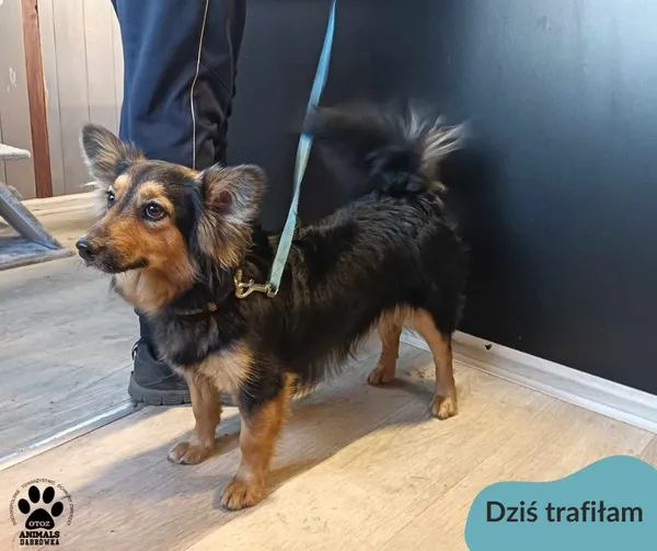 Znaleziono psa, Dąbrówka, 7 marca 2024