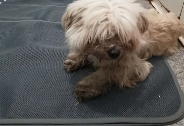 Znaleziono psa, Henrykowo, 29 lutego 2024 (2/5)