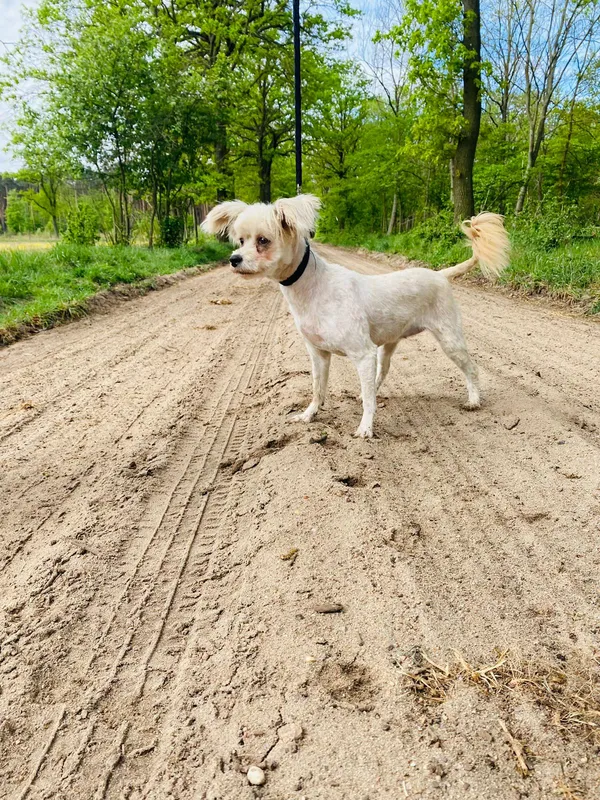 Znaleziono psa, Henrykowo, 29 lutego 2024 (4/5)