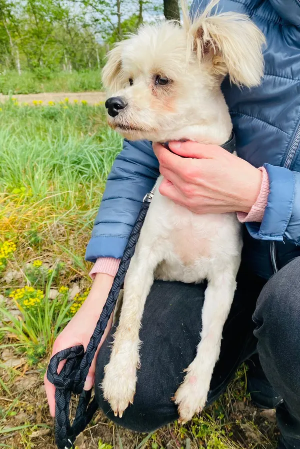 Znaleziono psa, Henrykowo, 29 lutego 2024 (5/5)