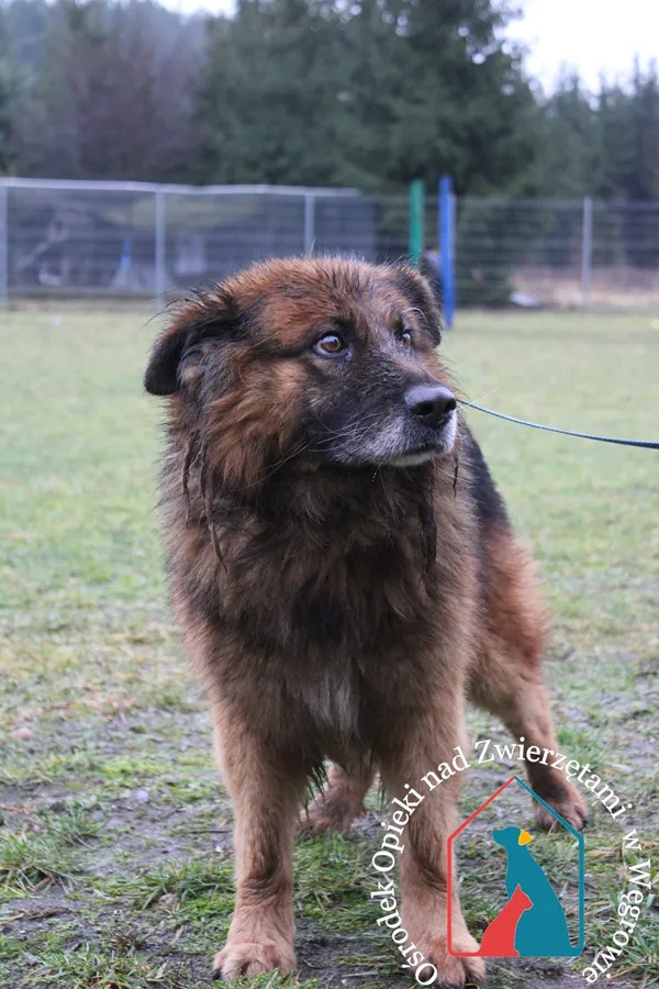 Pies do adopcji, Węgrowo, 3 stycznia 2024