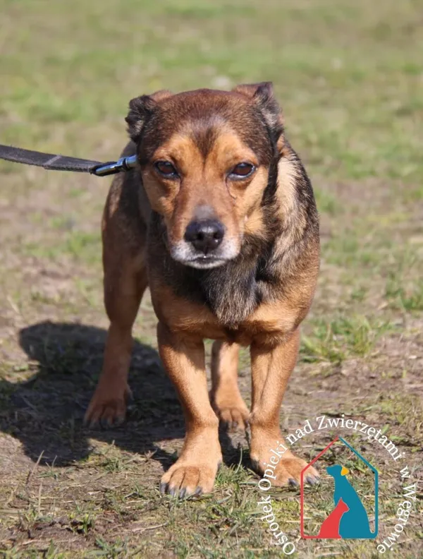 Pies do adopcji, Węgrowo, 6 marca 2024