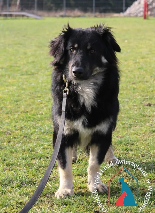 Pies do adopcji, Węgrowo, 1 marca 2024