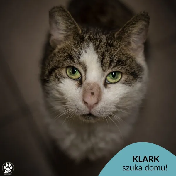 Kot do adopcji, Gdynia, 8 marca 2024 (1/4)