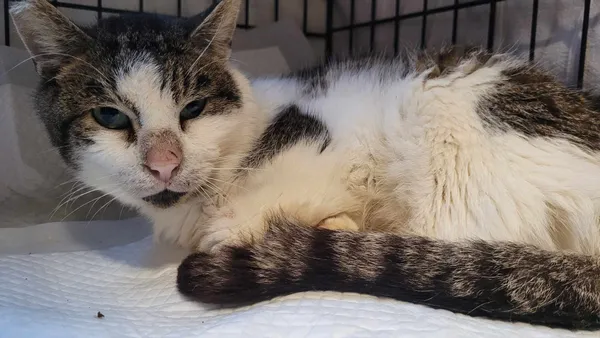 Kot do adopcji, Gdynia, 8 marca 2024 (2/4)