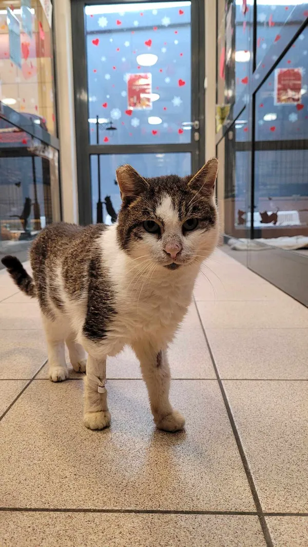 Kot do adopcji, Gdynia, 8 marca 2024 (3/4)