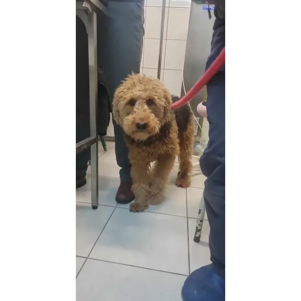 Znaleziono psa, Białystok, 9 marca 2024