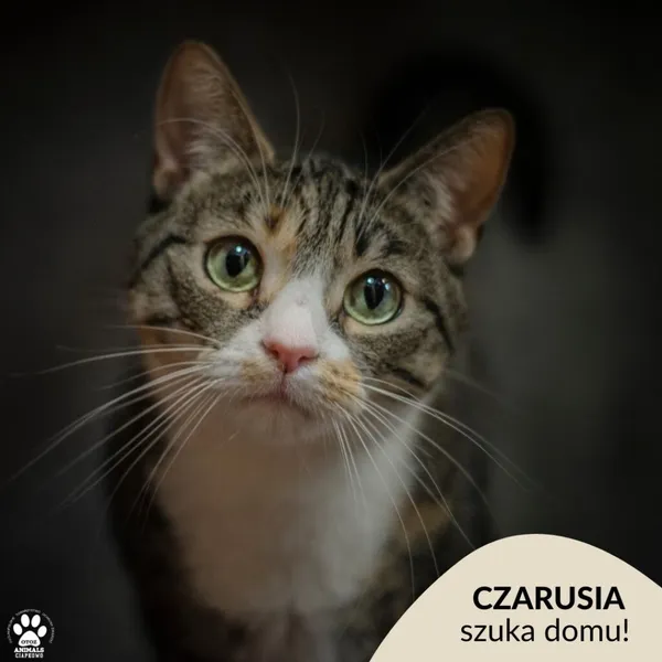 Kot do adopcji, Gdynia, 8 marca 2024 (1/2)