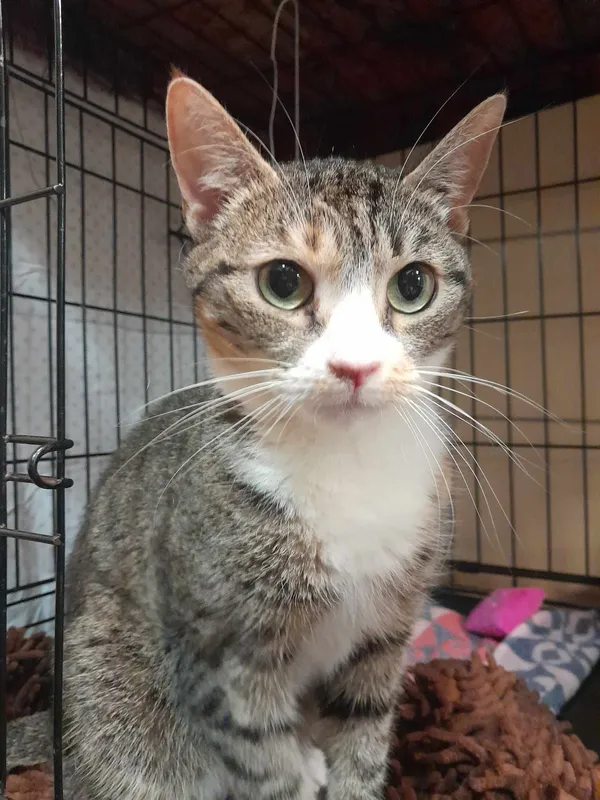 Kot do adopcji, Gdynia, 8 marca 2024 (2/2)