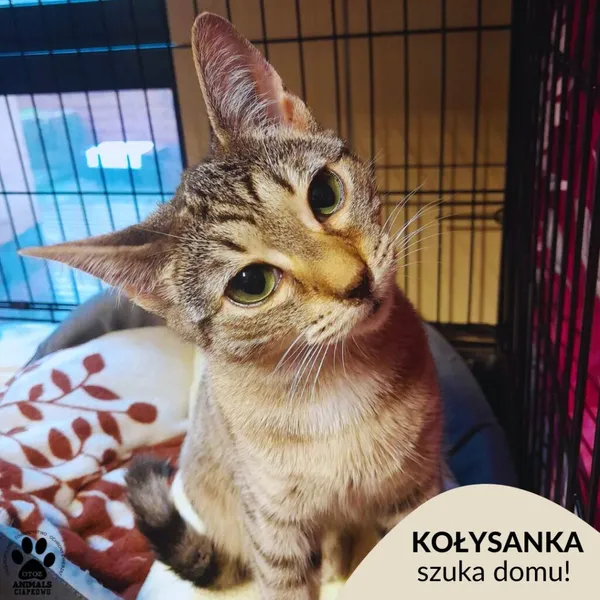 Kot do adopcji, Gdynia, 8 marca 2024 (1/3)