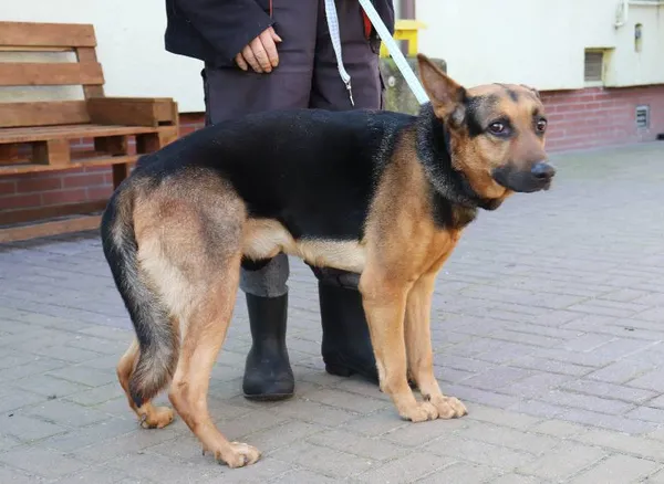 Znaleziono psa, Łódź, 8 marca 2024 (1/5)