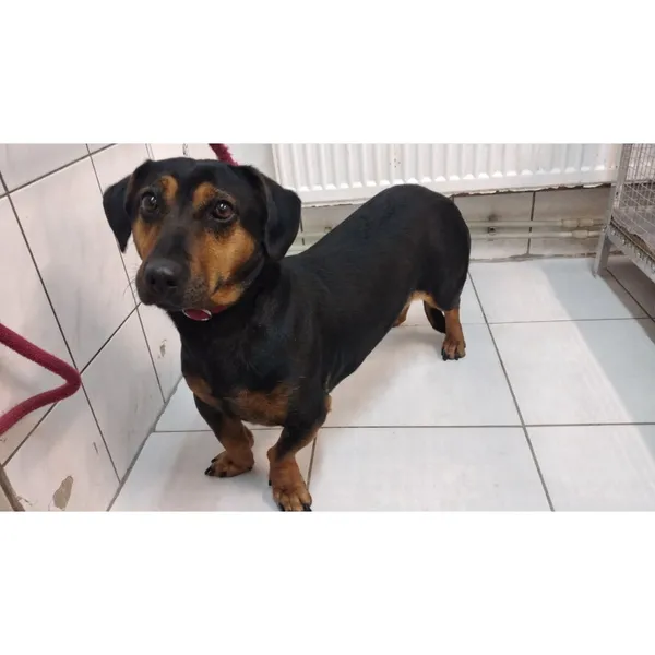 Znaleziono psa, Białystok, 8 marca 2024